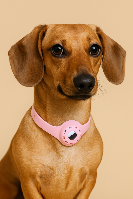 Collier de géolocalisation